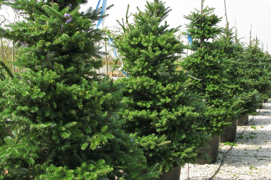 Пихта корейская (Abies Koreana p9)