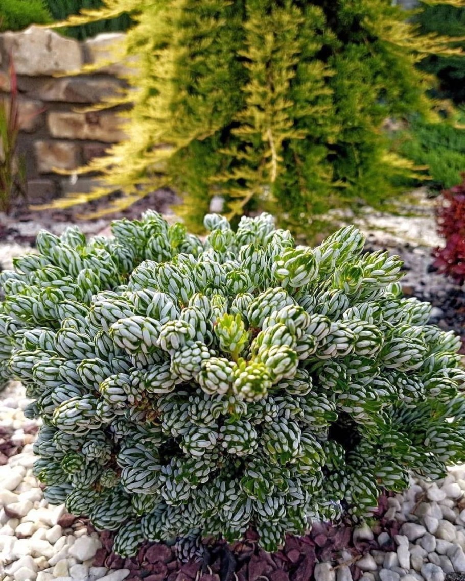 Пихта корейская Когоутс Айсбрекер