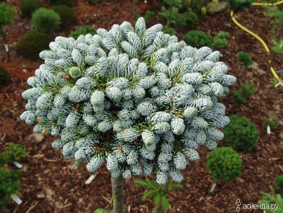 Пихта Кохоут айс брекер