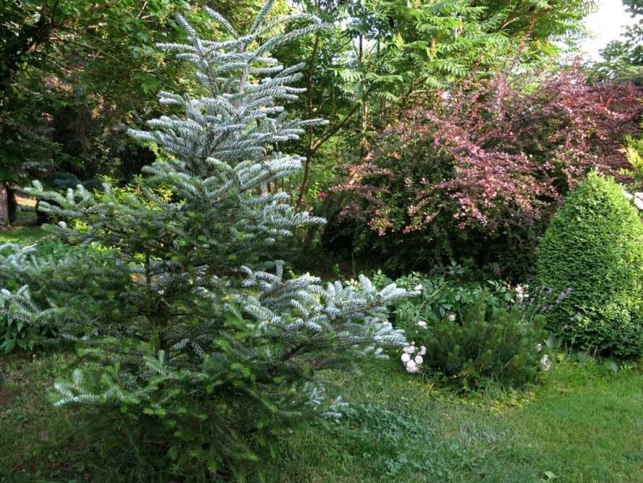 Пихта Сильберлок