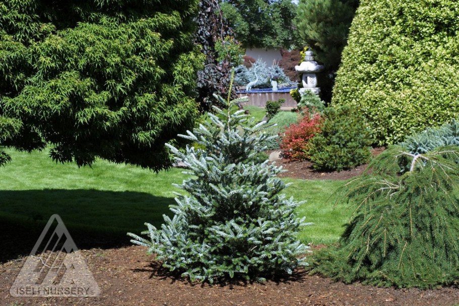 Пихта корейская Silberlocke