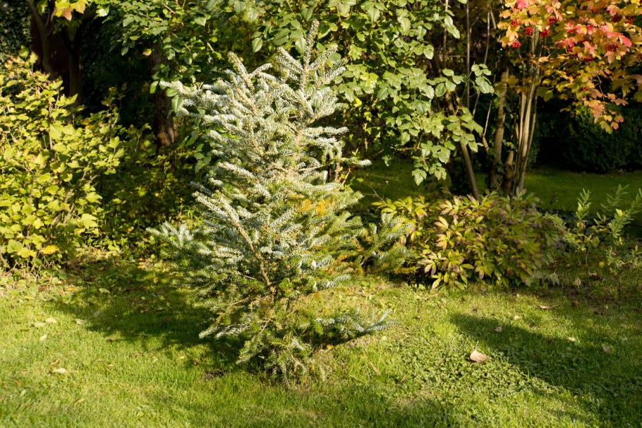 Пихта Сильберлок в композиции