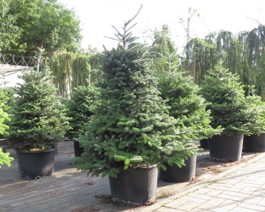 Пихта корейская Самлинг