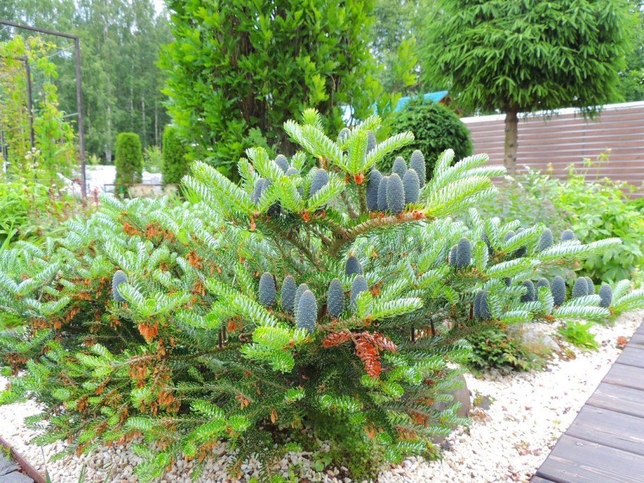 Пихта корейская Альба