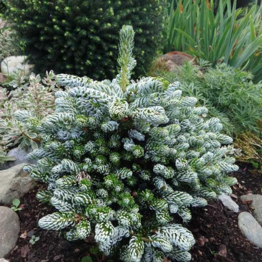 Пихта Сильберлок