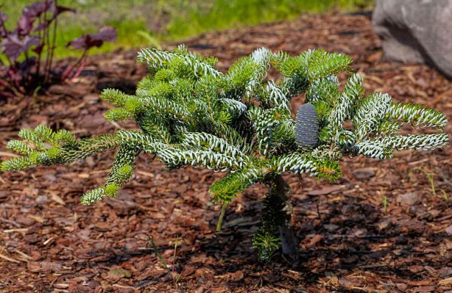 Пихта корейская Моника