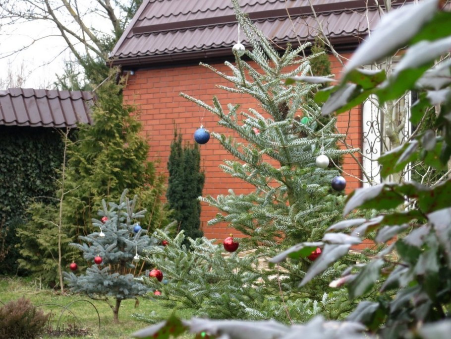 Пихта корейская Сильберлок в композиции ландшафта