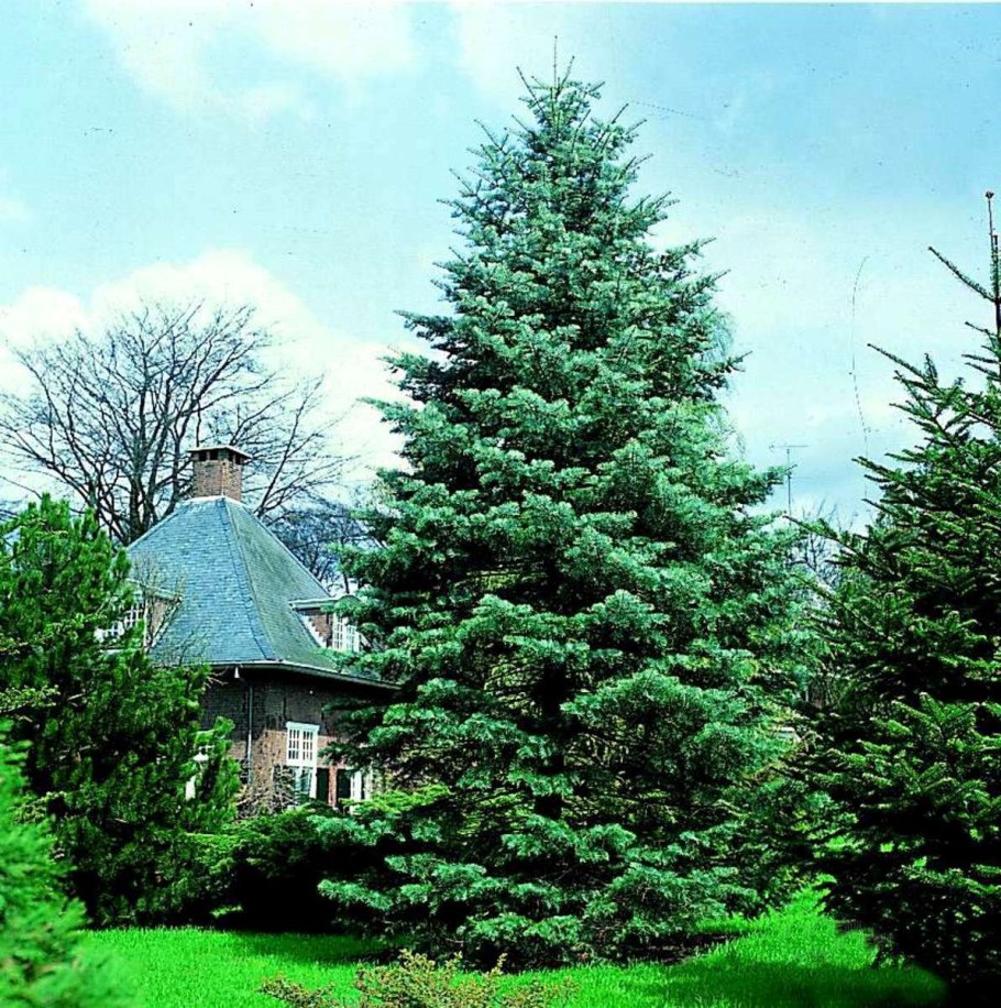 Пихта Фразера Сибирская