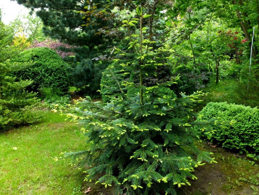 Пихта Сахалинская декоративность