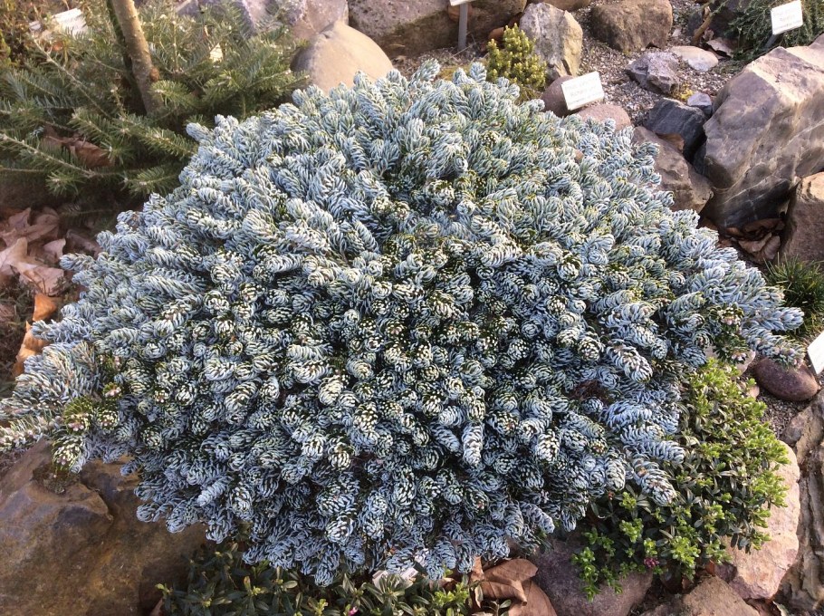 Пихта Когоут Айсбрекер