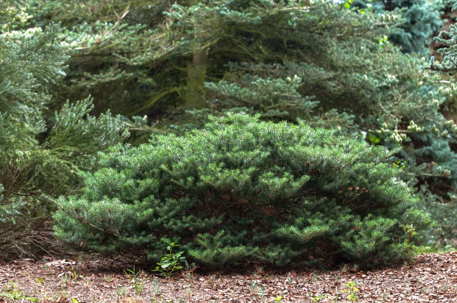 Пихта корейская Блю Император