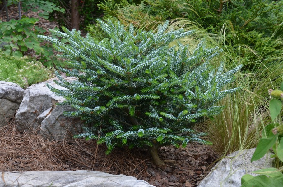 Пихта корейская Abies Koreana