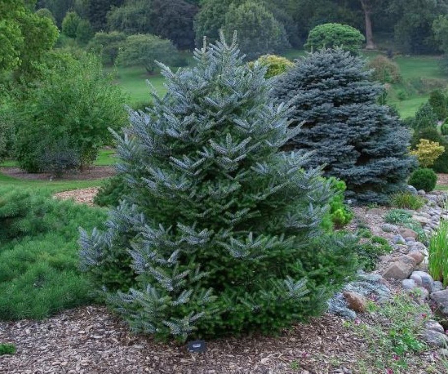 Пихта Абиес Кореана