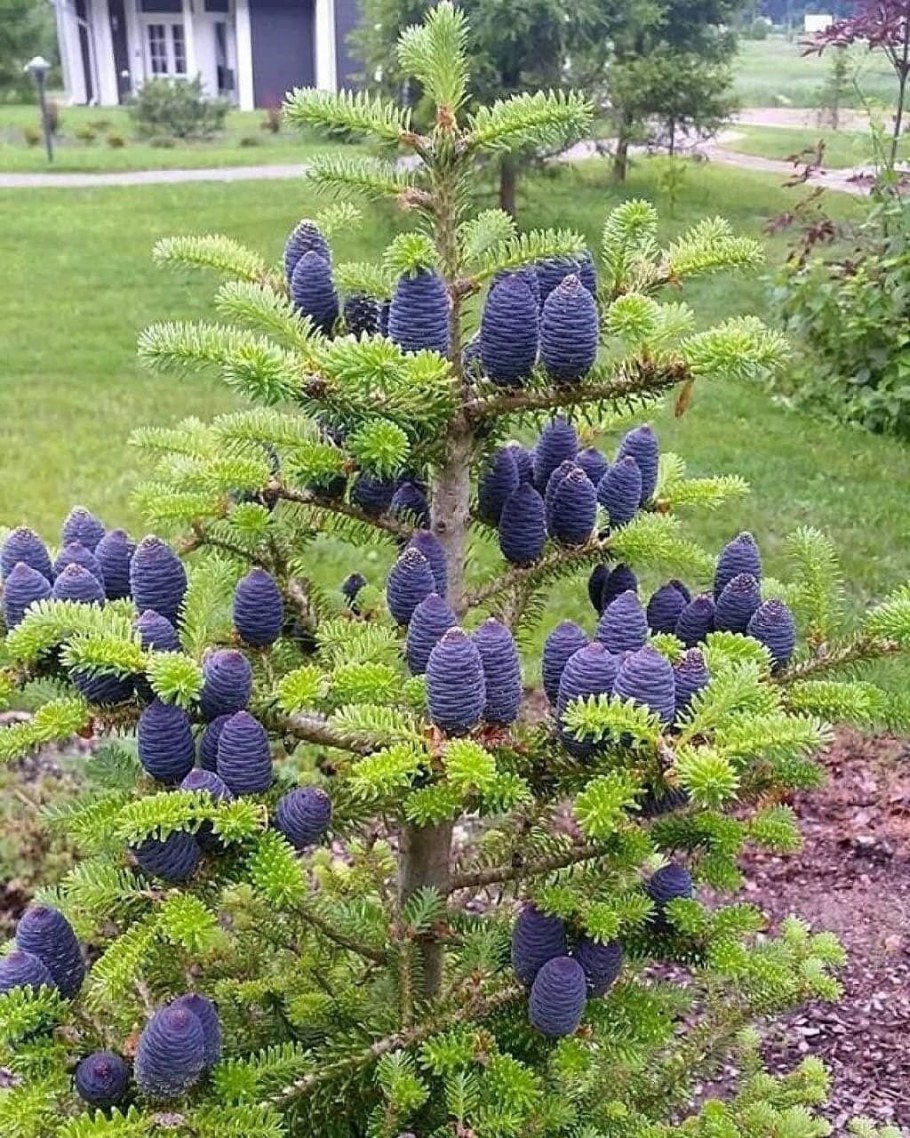 Пихта корейская Кореана