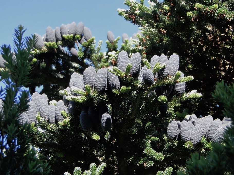 Пихта корейская Абиес Кореана