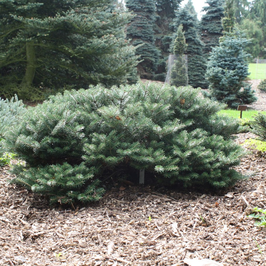 Пихта Блю Эмперор