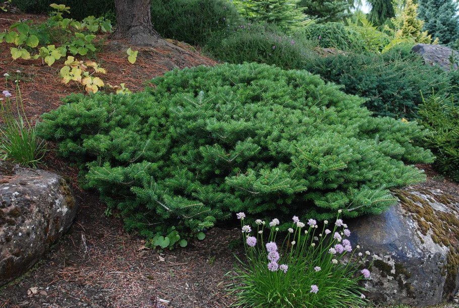 Abies Koreana Green Carpet пихта корейская Грин карпет
