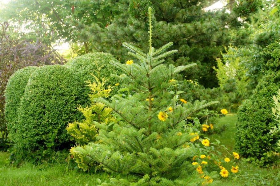 Пихта корейская в композиции