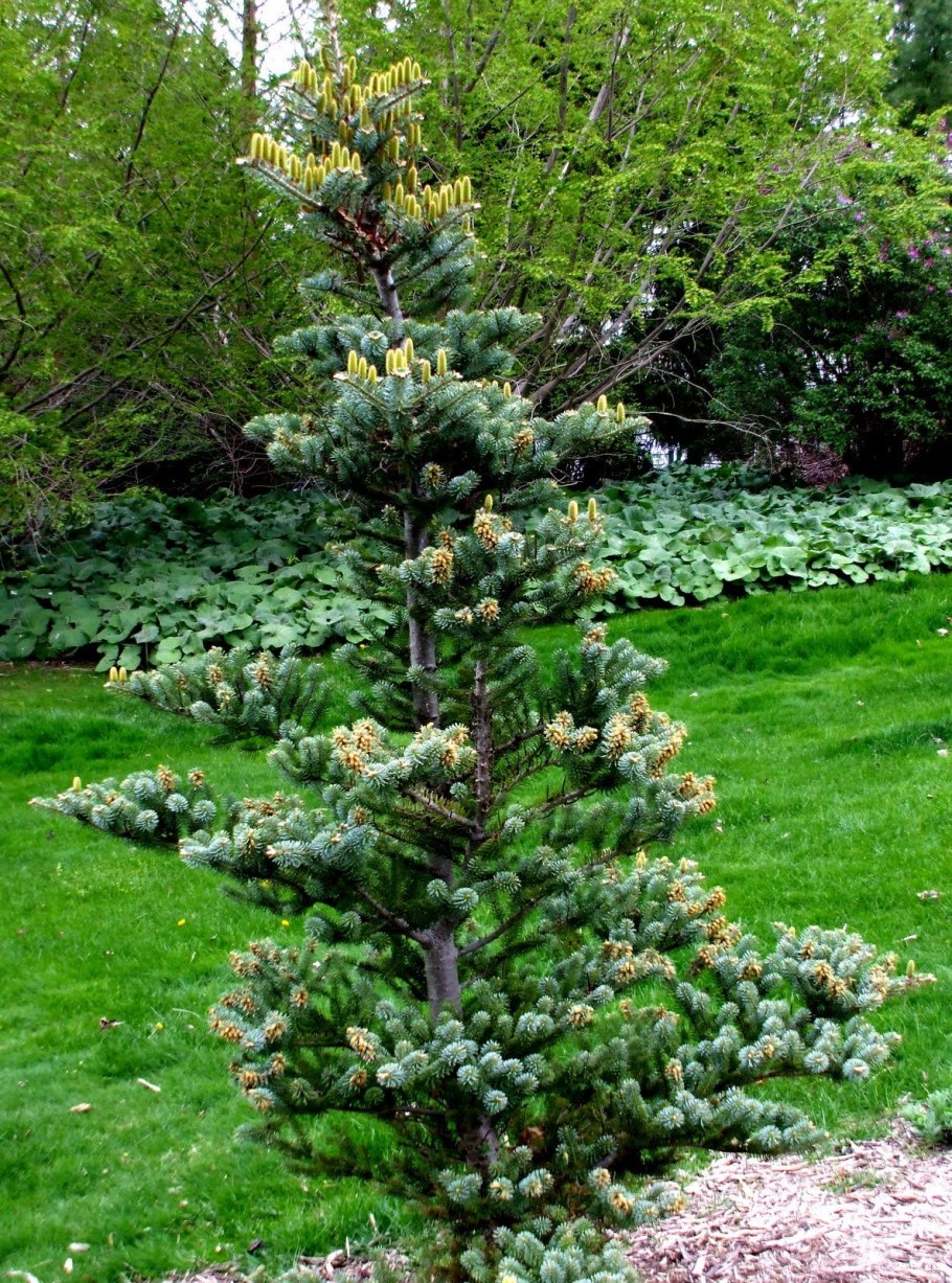 Пихта корейская Хаутмайер