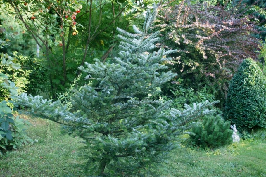 Пихта корейская Сильберлок Abies Koreana Silberlocke