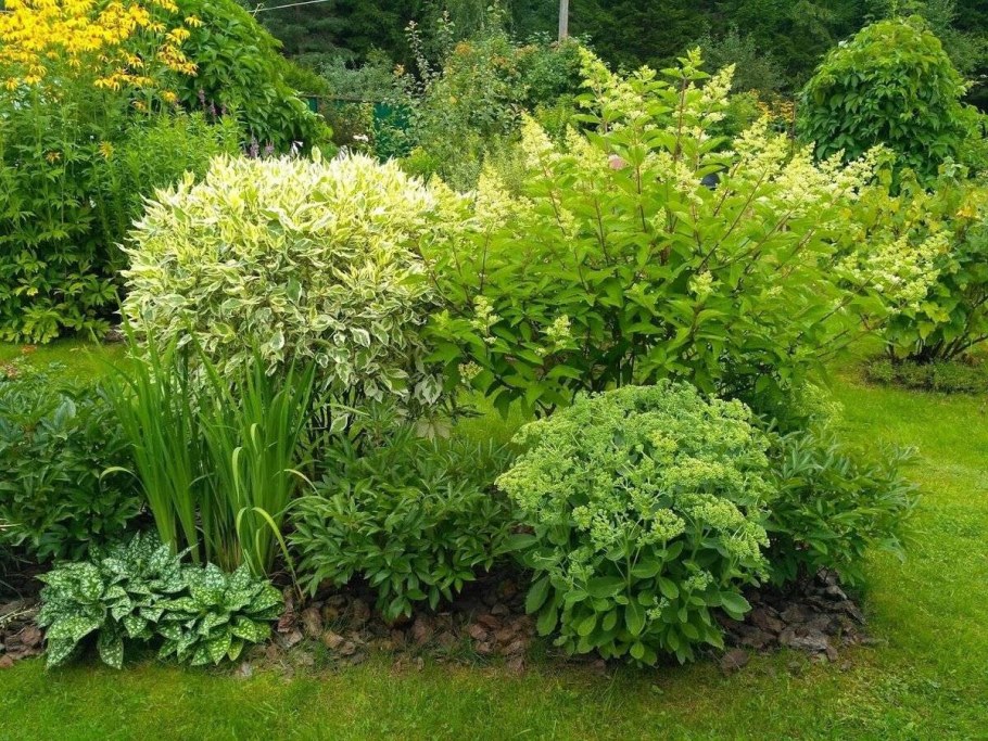 Дерен Ауреа Вариегата