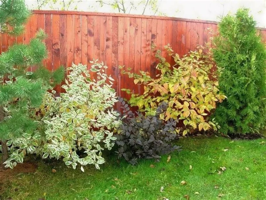 Дерен Элегантиссима