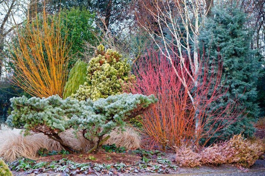 Тис Элегантиссима