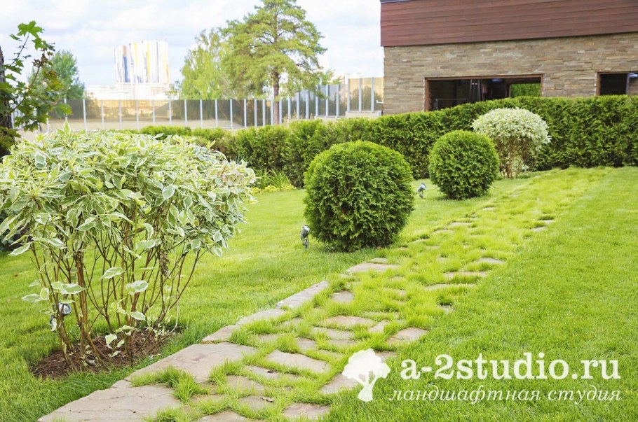 Дерен Элегантиссима