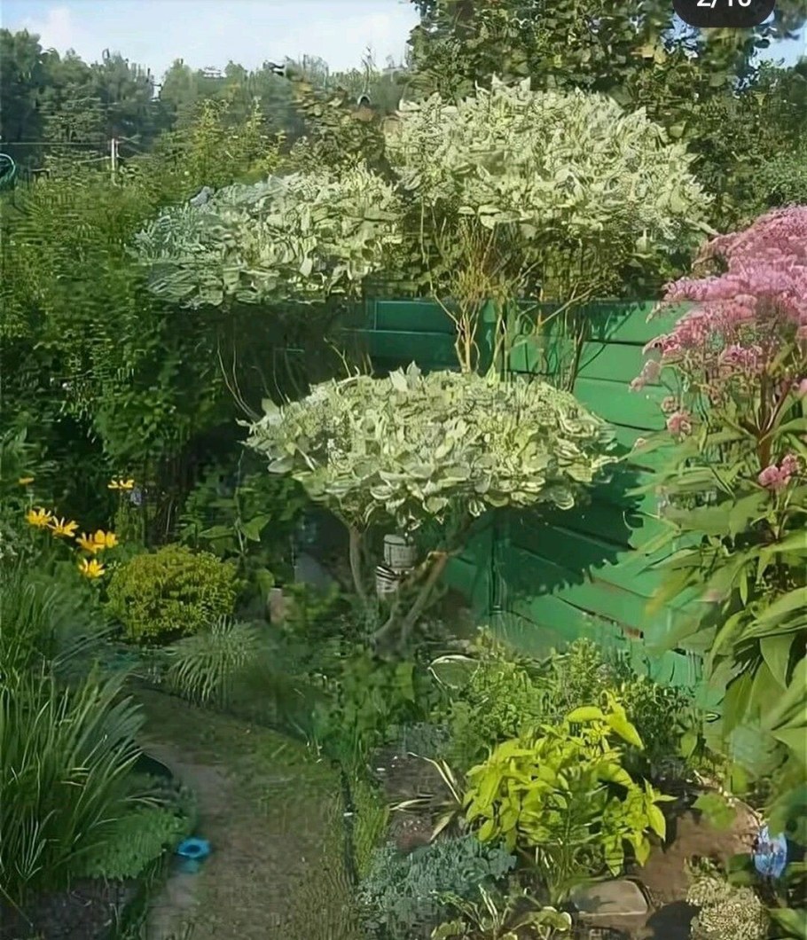 Дерен Элегантиссима зонтиком