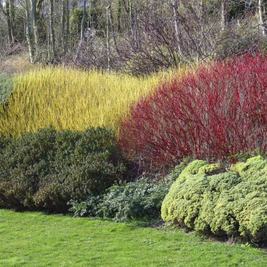 Дерен отпрысковый