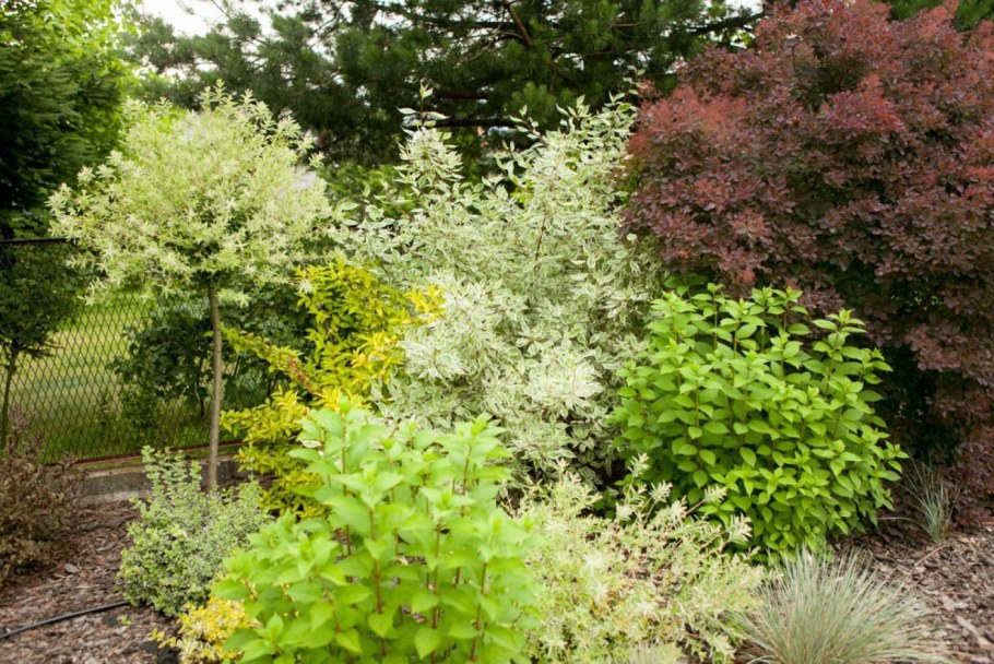 Дерен спирея Барбарис