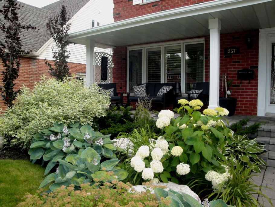 Дерен и гортензии в ландшафте