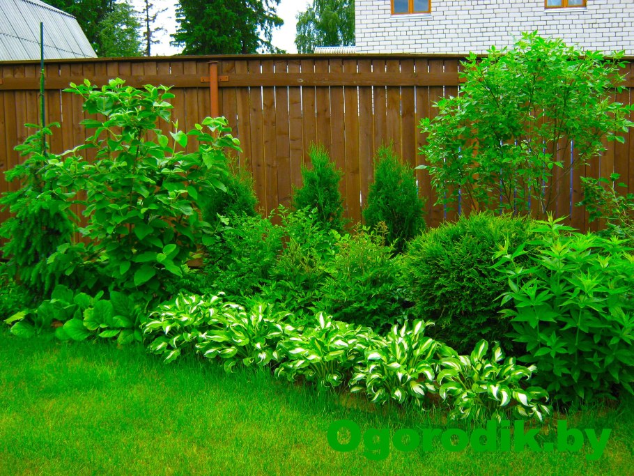 Туя, дерен, пузыреплодник