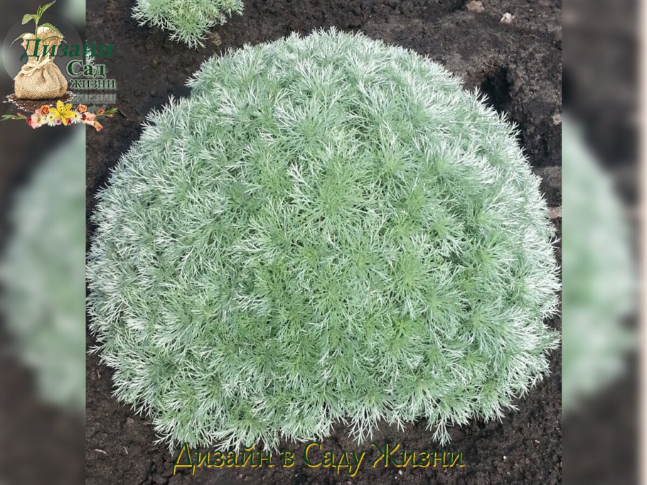 Полынь Шмидта "Нана" серебристая декоративная