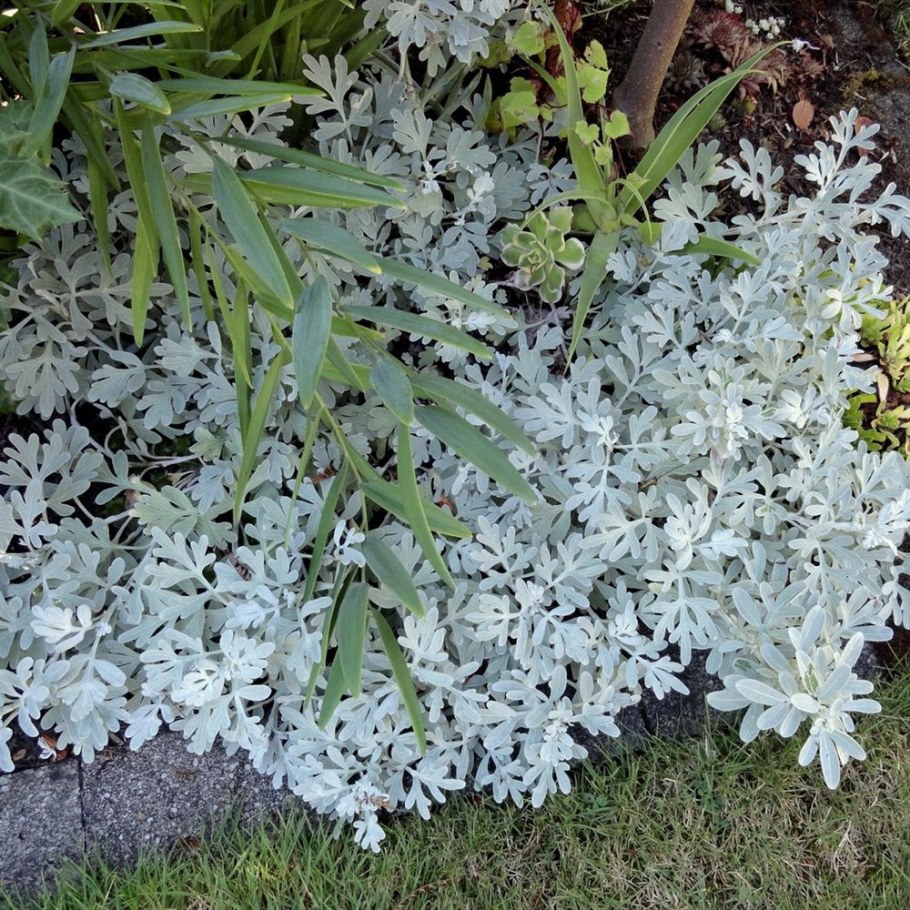 Полынь Стеллера, Artemisia stelleriana "Silver Brocade"