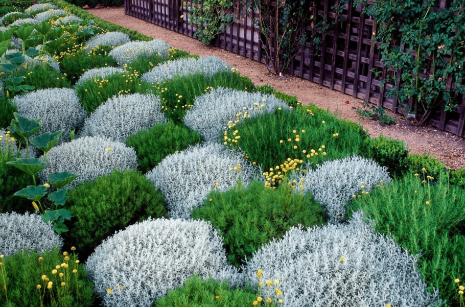 Сантолина золотистая