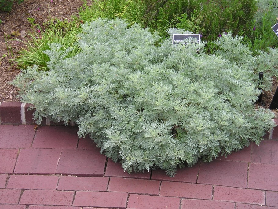 Полынь древовидная 'Powis Castle'