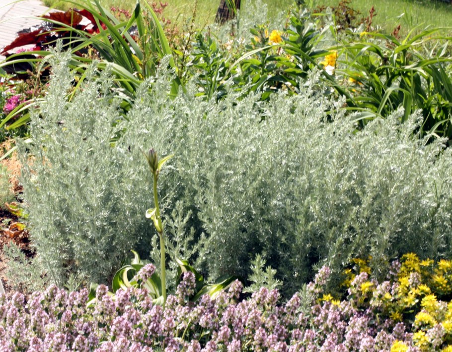 Полынь Садовая серебристая