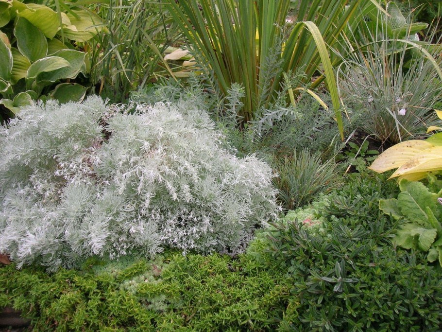 Полынь Шмидта "Нана" серебристая декоративная