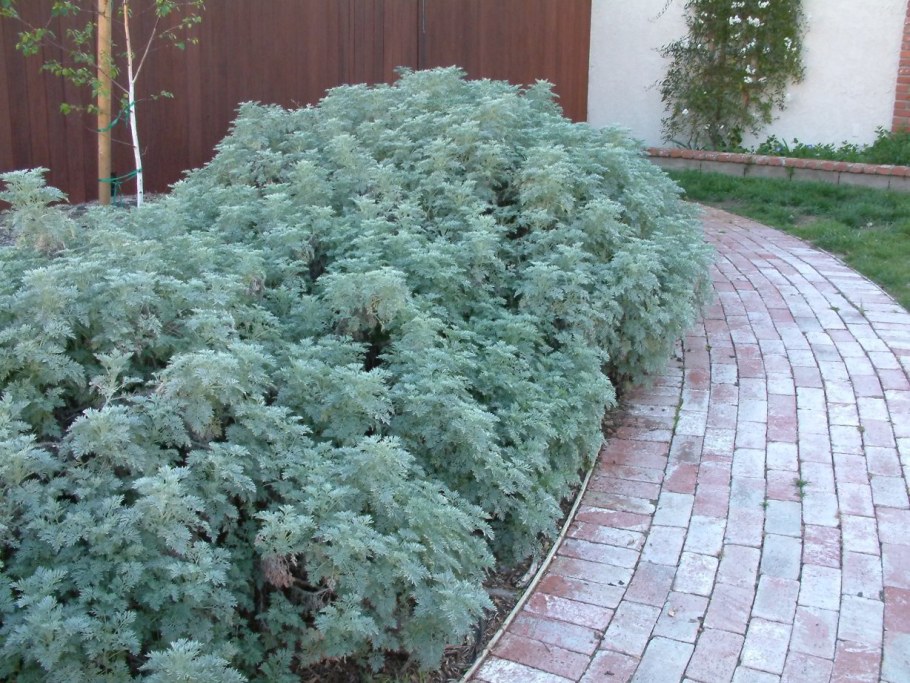 Полынь Шмидта повис Кастл