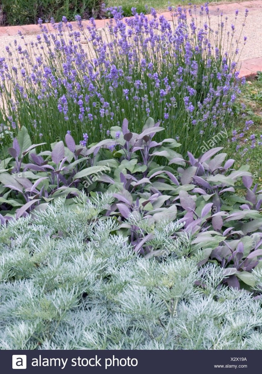 Цветник Лаванда, Полынь, Ясколка