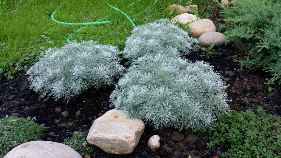 Полынь Шмидта ‘Nana’ (Artemisia schmidtiana ‘Nana’)