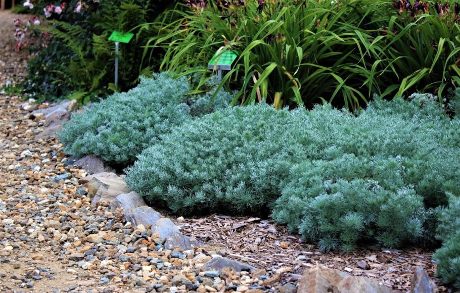 Полынь Шмидта Нана р-9