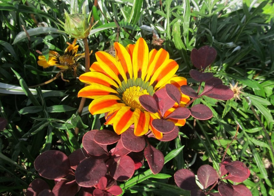 Гацания оранж Флейм