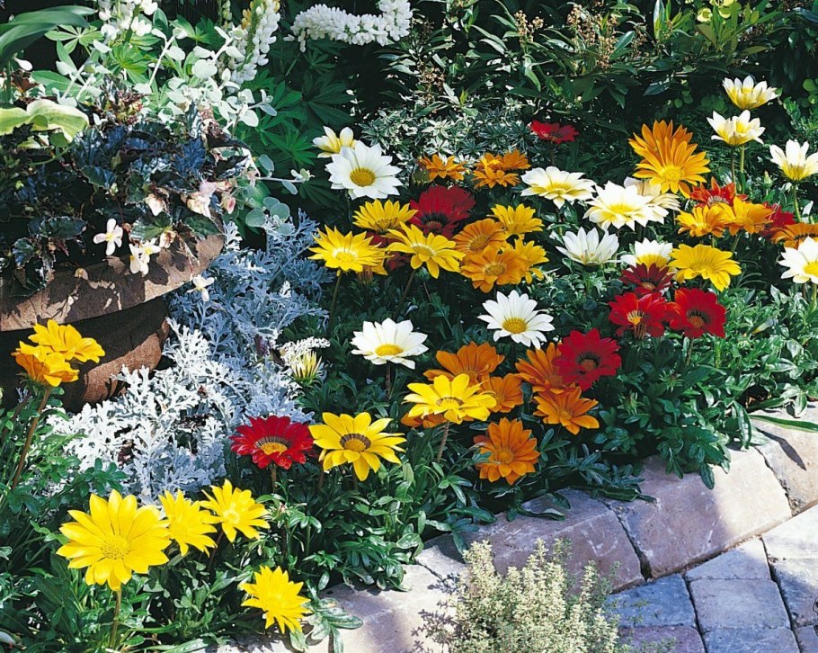 Лобелия гацания