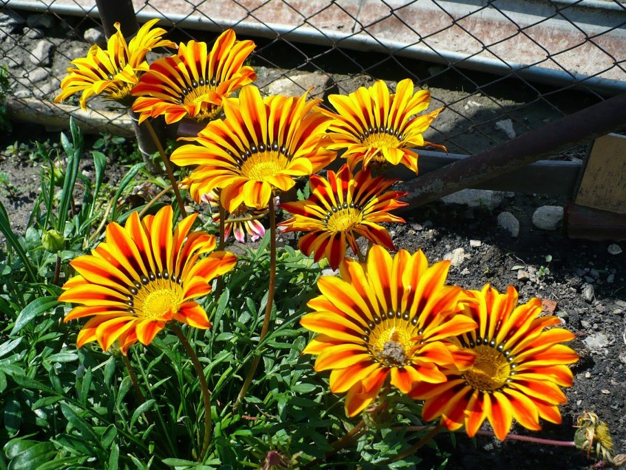 Гацания Саншайн