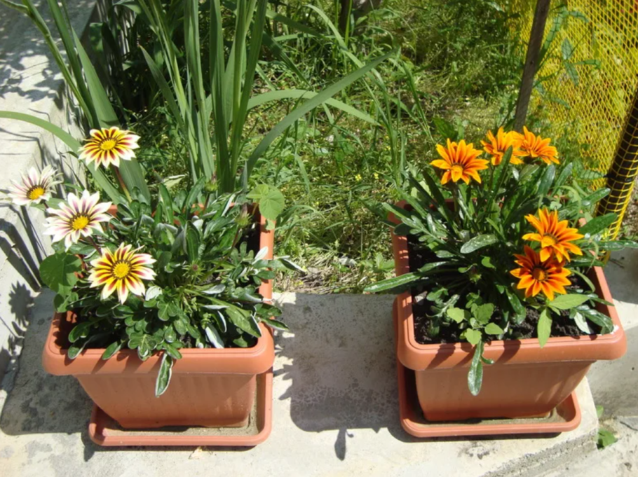 Газания ампельная