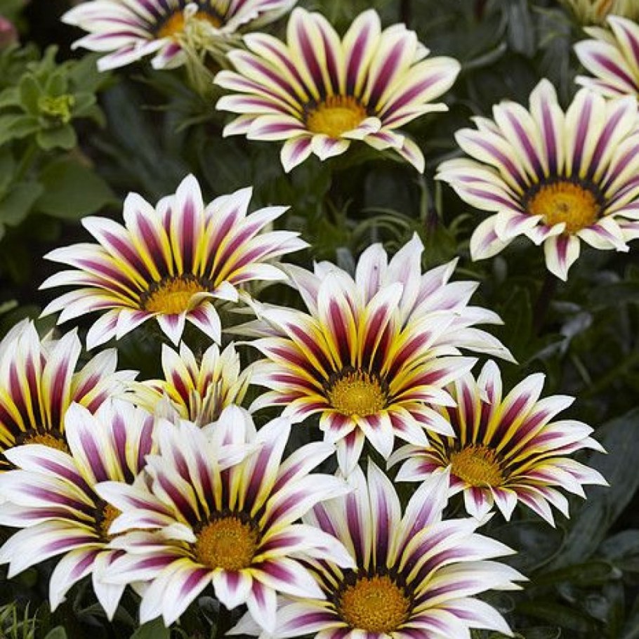 Гацания, газания, гацания