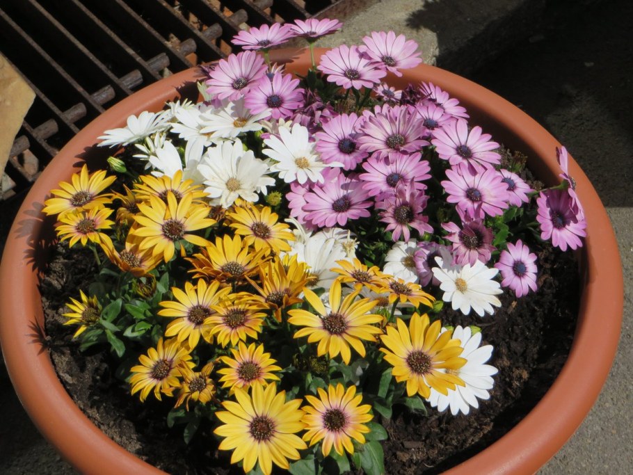 Остеоспермум Акила Сансет Шейдс