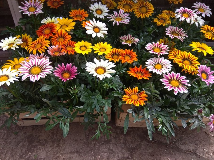 Цветы Вербена гацания